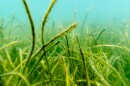 Seagrass is a key health indicator for the Indian River Lagoon.