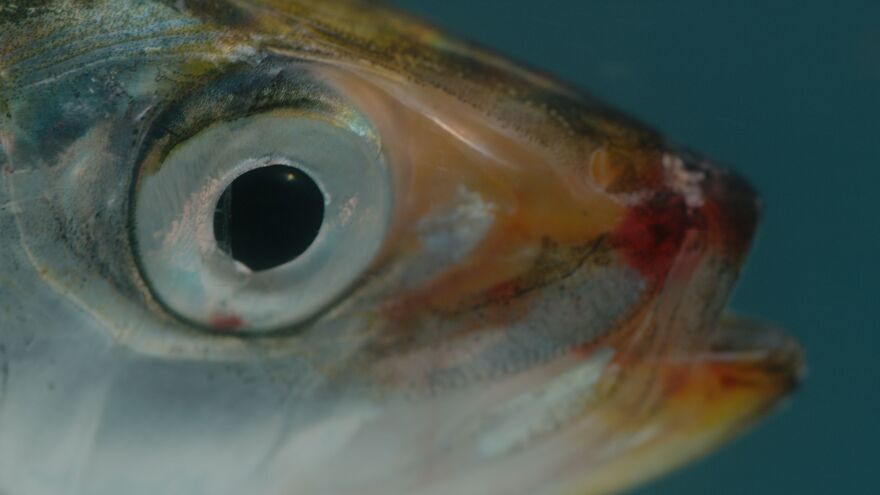 Close-up of a sardine's face as it tries to escape the predators of the sardine run. Wild Coast, South Africa.