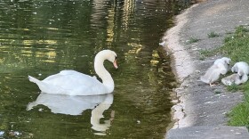 In this photo from 2022, a swan named Faye watches her babies. Faye was killed over Memorial Day weekend by three teenagers who said they were hunting for ducks.