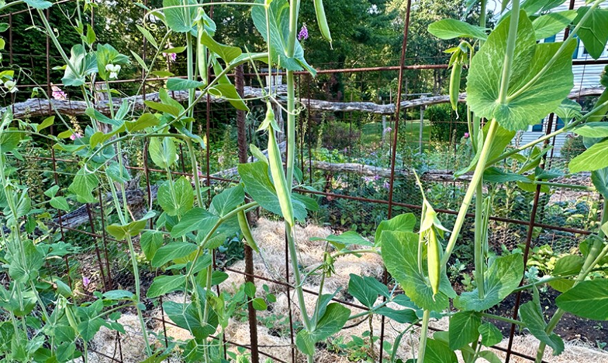 rows of peas growing on a vine on a fence.