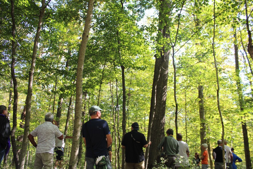 The Ferguson Land Lab is now the only forest in Greene County added to the Old-Growth Forest Network.
