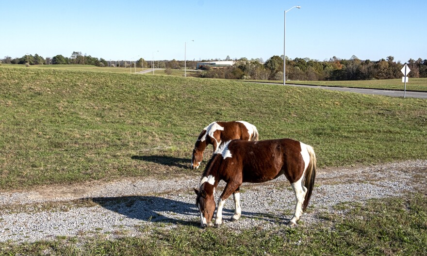 Abandoned horses graze empty fields at the Eastern Kentucky Business Park in Martin County, Kentucky, less than a mile from the federal prison. Prisons are often promoted as engines of job creation for rural communities, but the jobs often aren’t filled b