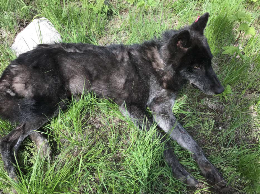 This Togo pack wolf, an adult male shown when he was radio-collared in early June, is now marked for death by WDFW.