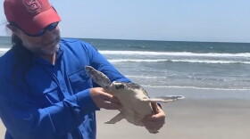 World Turtle Day was also homecoming day for a Kemp’s ridley sea turtle after several months of care by the Chief Veterinarian at the North Carolina Museum of Natural Sciences. Dr. Dan Dombrowski, left, said the turtle was cold stunned early this year, and, “This one had some severe lacerations on one of its flippers all the way down almost to bone; we had to shoot some radiographs and really monitor that to make sure that there wasn't a bone infection. It was just soft tissue. We were able to manage that wound.”