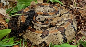 A typically marked timber rattlesnake