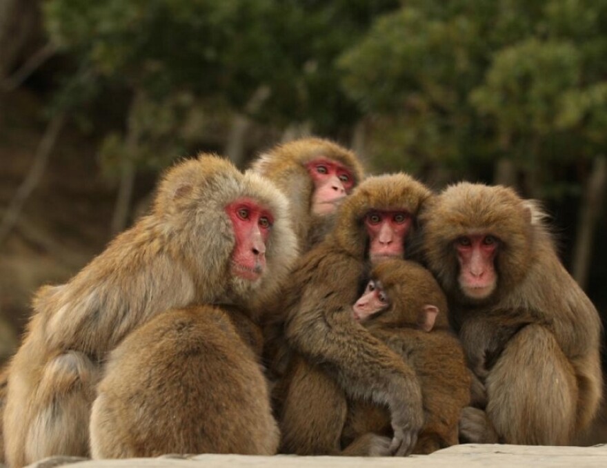 monkeys27n-6-web.jpg