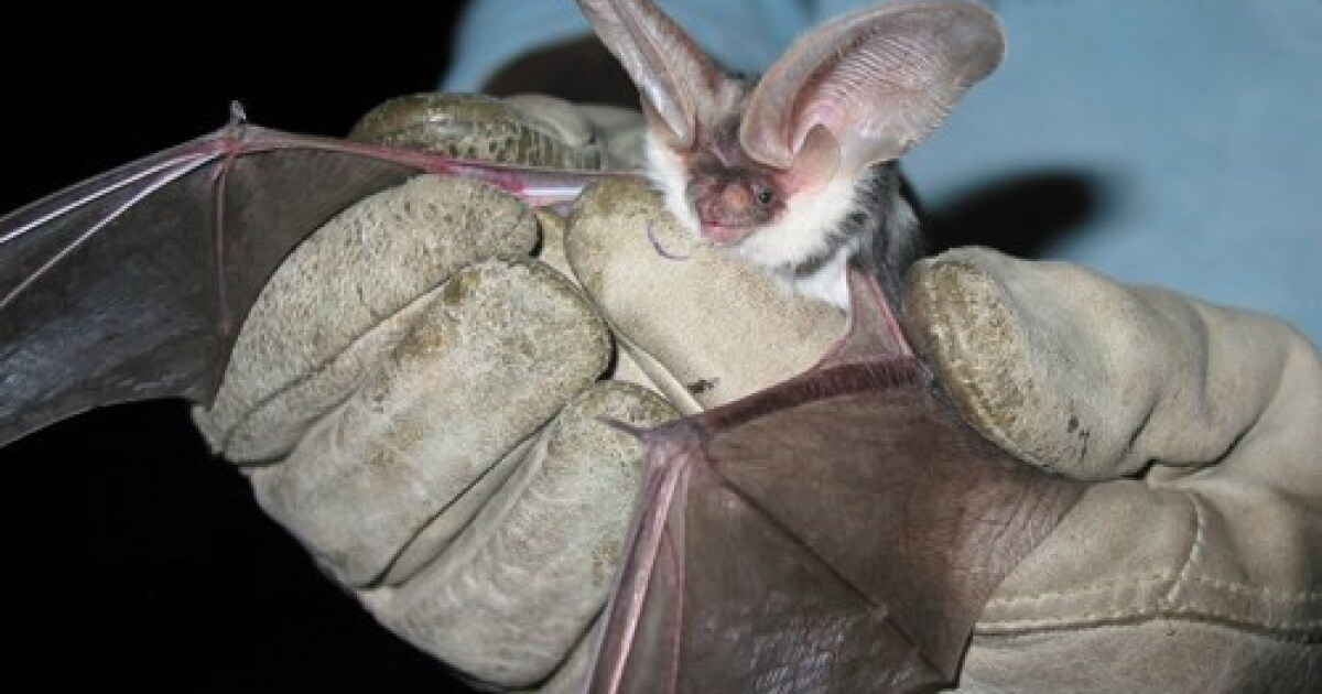 Rabies cases surge among Ventura County's bats. Officials urge caution around the animals