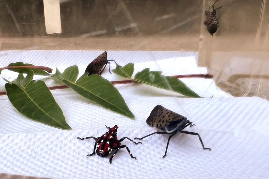 A spotted lanternfly nymph (left foreground) and mature spotted lanternflies in a specimen box before a press conference in East Hartford, Aug. 10, 2026.