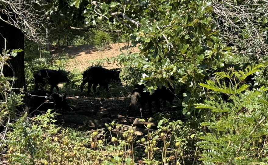 Choctaw hogs