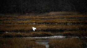 Salt marsh in Rocky Neck State Park in East Lyme, Connecticut. The state recently received $340,000 in federal funding to restore marshland in the park.