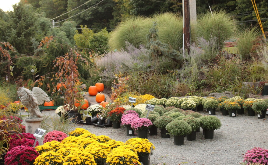 The entrance to the Creekside Gardens Pumpkin Walk features pumpkins and mums. Pumpkins are scattered around the displays into the main feature of the event.