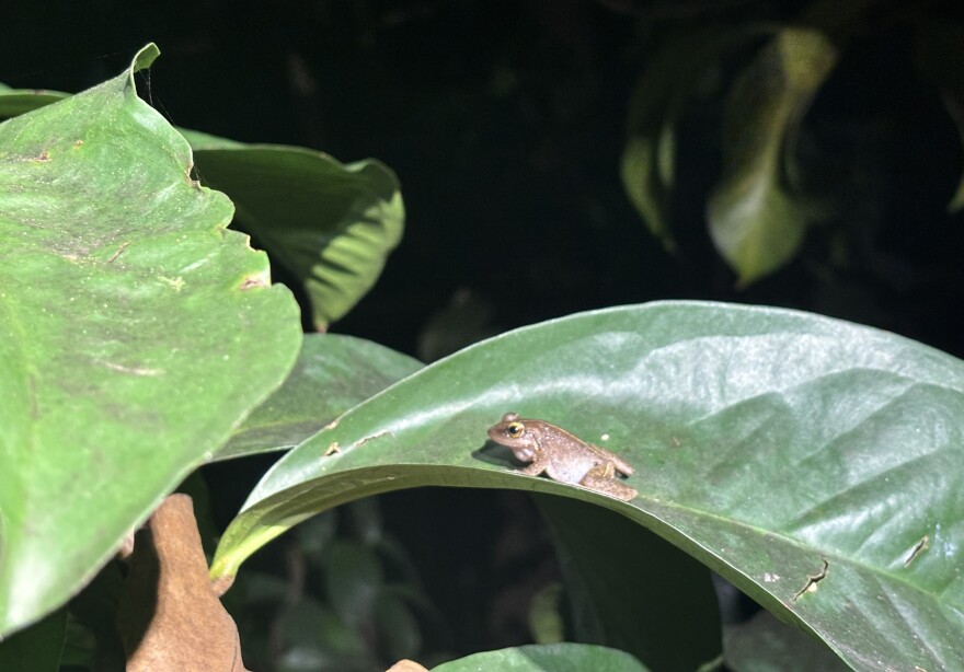A coquí frog sits on a leaf in Waimānalo on Oct. 2, 2025.