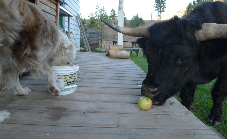 Little Bear the steer and Jack the dog.