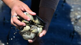 Local residents collect shells of dead mollusks at a beach on the Gulf of Fonseca. Some suspect climate change caused a massive death of mussels, clams, and other mollusks on the shores, beaches and estuaries of this sector of Honduras bordering Nicaragua and El Salvador.
