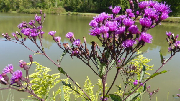 Ironweed and goldenrod by a pond.