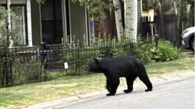 A hungry bear walks the streets at midday in Aspen.