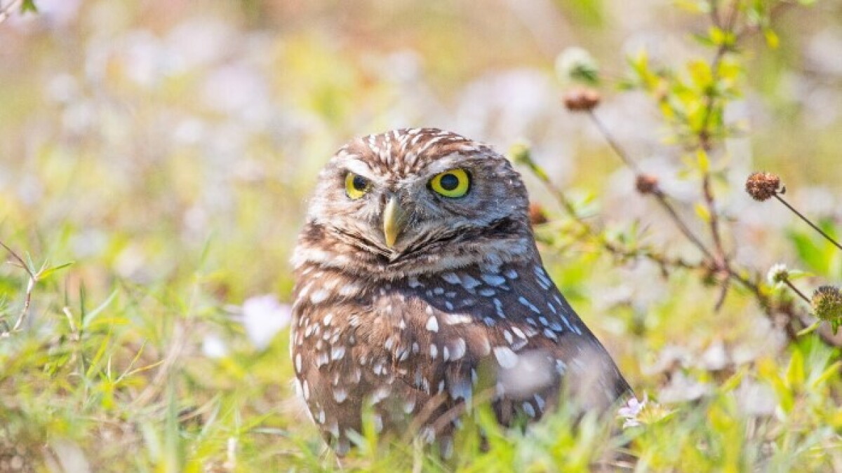 The Florida Fish and Wildlife Conservation Commission wants to help the state's burrowing owl - Vimarsana News