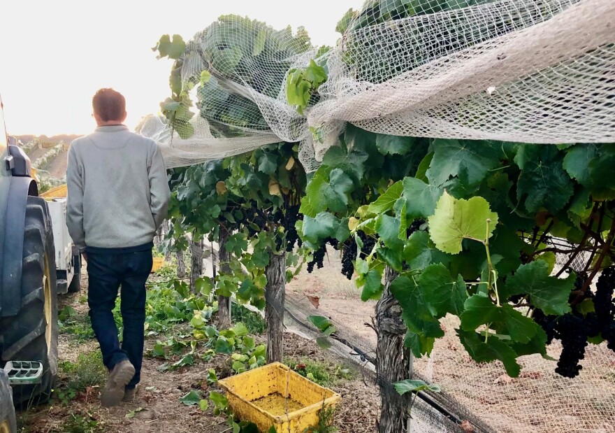 Brian Talley, of Talley Vineyards, walks through Rosemary's Vineyard in preparation for harvest.