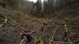 High school and college student volunteers navigate downed Alder trees as they plant willow saplings along a tributary to Shotpouch Creek in Lincoln County, Ore., on Feb. 28, 2026. The students are part of the Mary's River Watershed Council’s Youth Watershed Council, participating in a 15 year-long ecological restoration project.