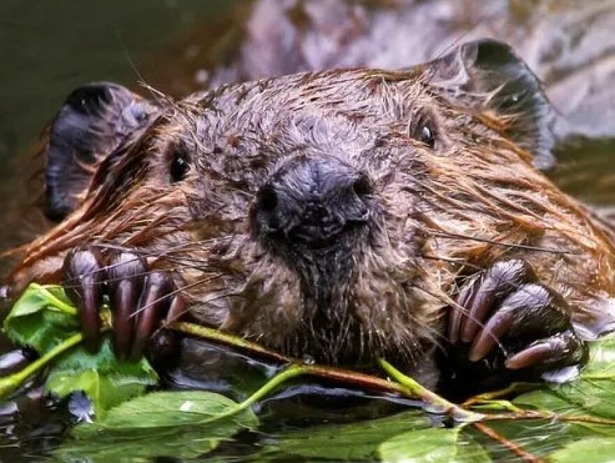 North American beaver