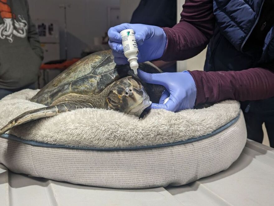 A green turtle getting eye drops. 