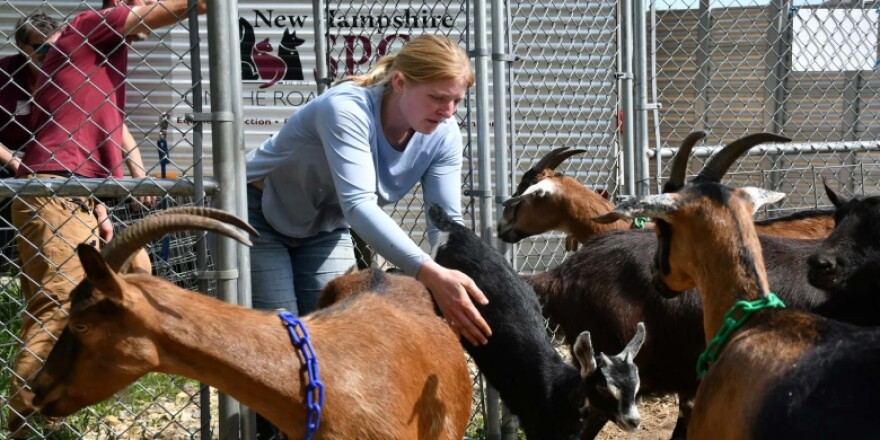 Staff from the NHSPCA handle goats seized from farm in Lee, New Hampshire.