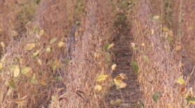 This no-till soybean field farmed by Justin Coleman of Hendricks County stores more carbon dioxide than tilled soil.