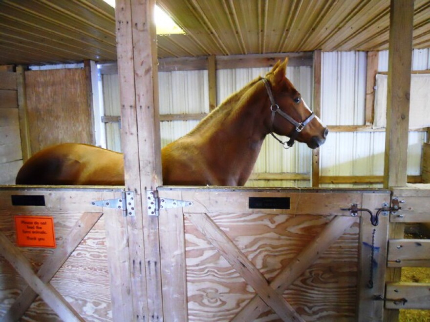 Hoskins horse being cared for by SPCA