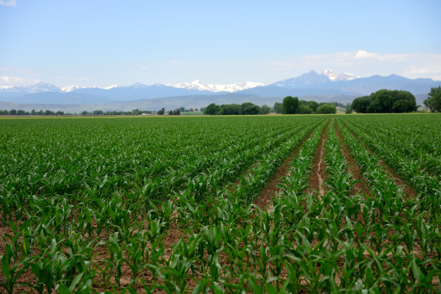 A large cornfield that's in the early stages of growth, with rows and rows of small green stalks.