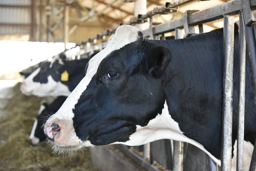 A black and white cow's face in a dairy stall