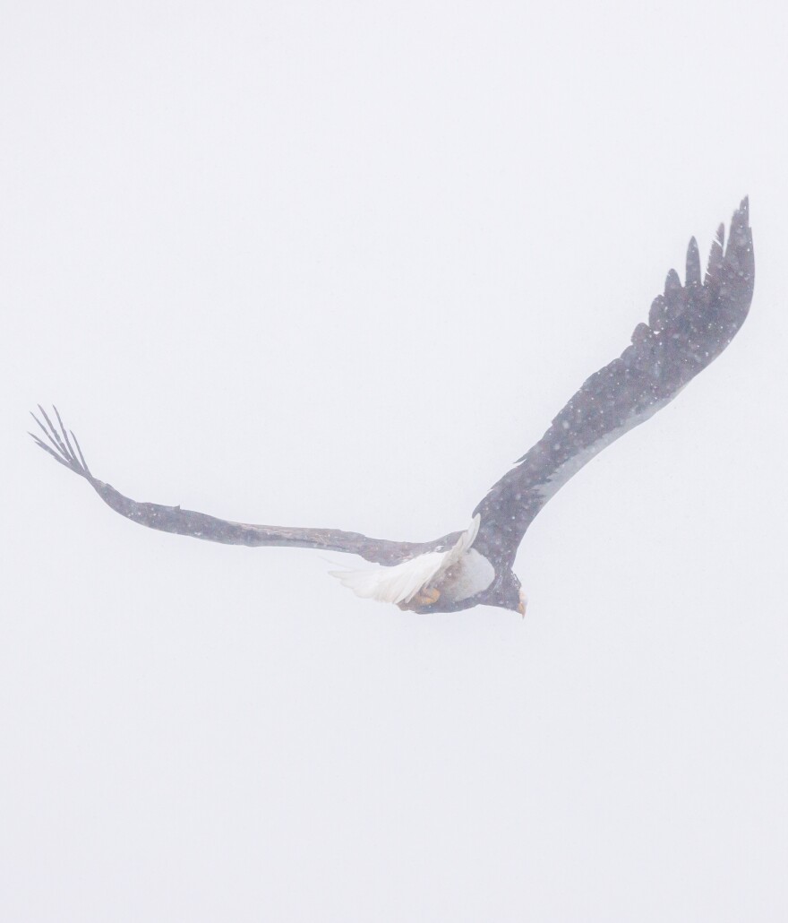 Sea Eagle