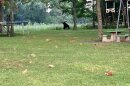 Bear sitting under a tree in a backyard near outdoor toys.