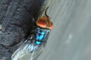 FILE - An adult New World screwworm fly sits in this undated photo.