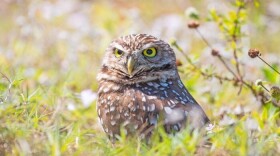 The Florida burrowing owl was listed as a state-designated threatened species in 2017.