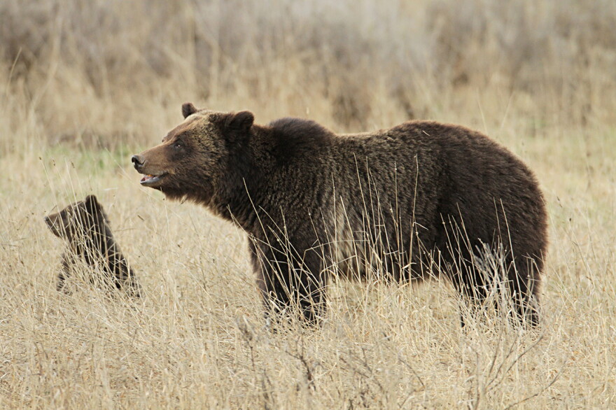 File photo: A grizzly bear sow and cub in Yellowstone National Park. 