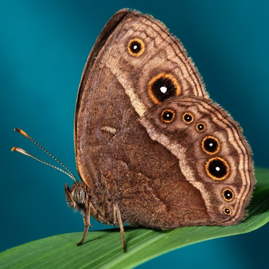 A male <em>Bicyclus anynana</em> butterfly.
