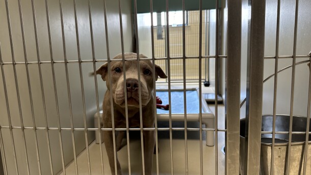 A dog waits to be adopted at the Milwaukee Area Domestic Animal Control Commission in Milwaukee, Wis. Overcrowded shelters in southern states like Texas rely on moving dogs and cats north to be adopted.
