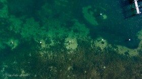 An underwater image showing patches of sand within an eelgrass bed