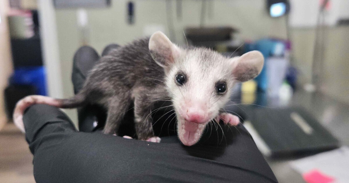 Ohio Wildlife Center rescues 150 baby animals orphaned by recent storms