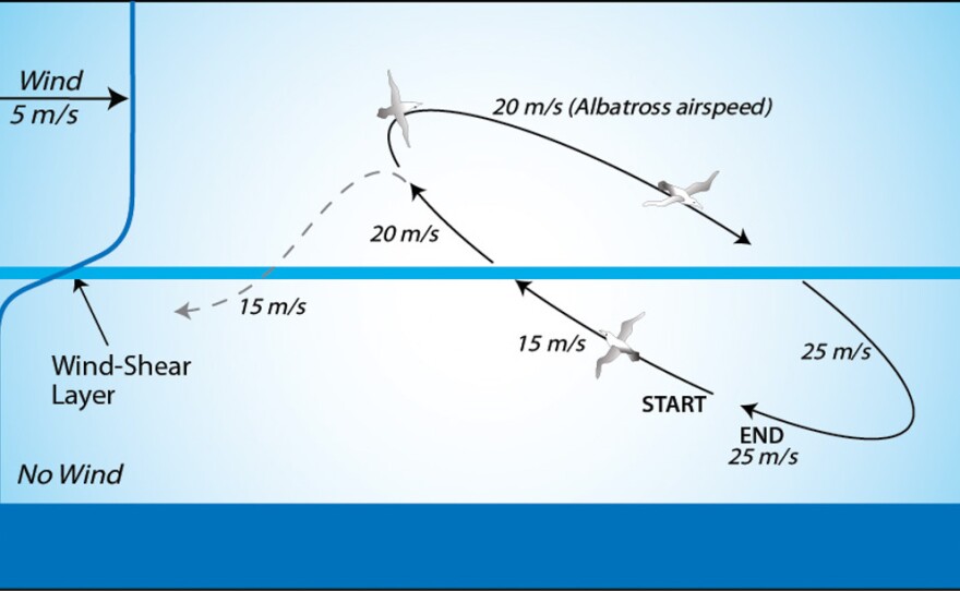Albatrosses capitalize on differences in wind speed to gain energy.