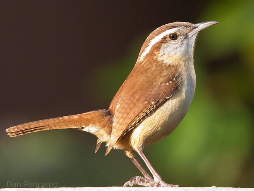 A Carolina wren.