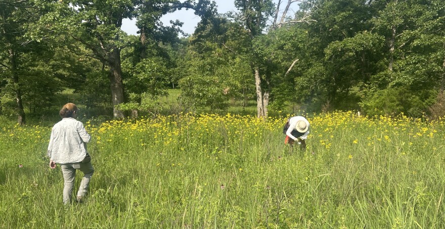 Researchers with the Office of Kentucky Nature Preserves survey a grasslands preserve south of Elizabethtown for native been species.