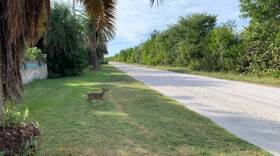 Miami Key Deer on side of the road