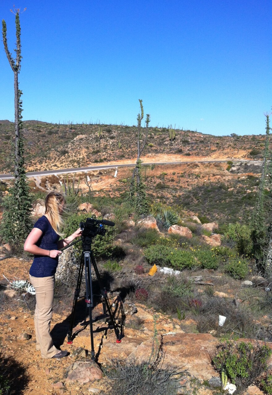 Braving snakes and other critters to shoot the cirio trees in the Valle de los Cirios.