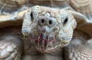 Southern Arizona Reptile Rescue & Education currently cares for about 40 tortoises, ranging in size from as small as a golf ball to as large as 200 pounds.