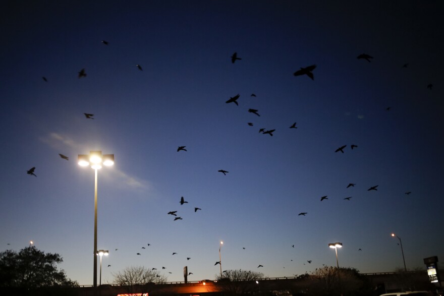 Yesterday evening around dusk I watched hundreds and hundreds of birds  flying over my house. What were they?