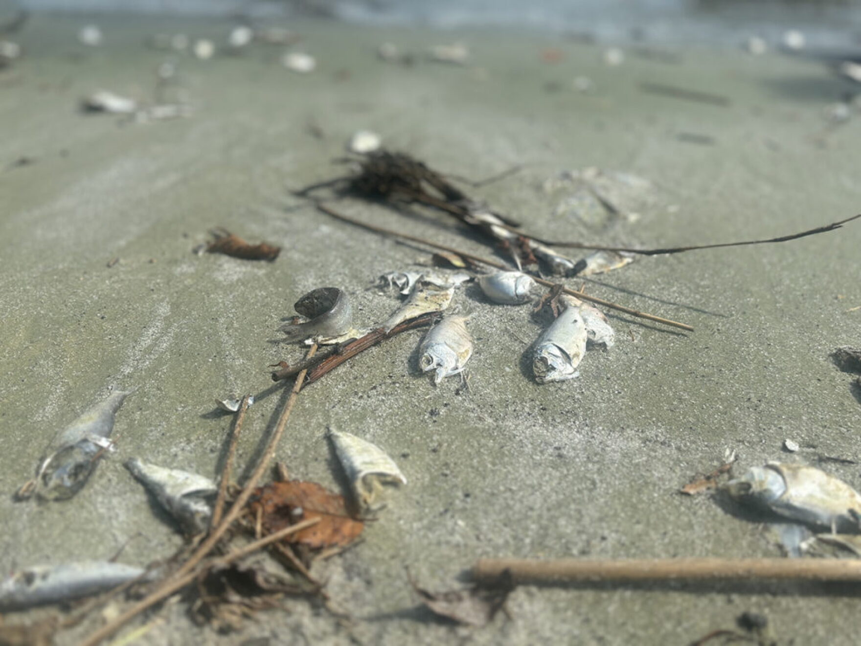 Monthlong Neuse River fish kill triggered by a rapid drop in water ...