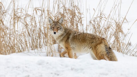 Coyotes are extremely adaptable animals, allowing them to expand their territories across major us cities.