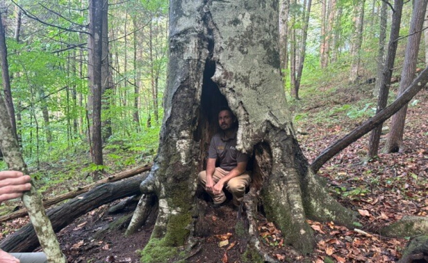David Brown, Manager of Lilley Cornett Woods, inside an American Beech