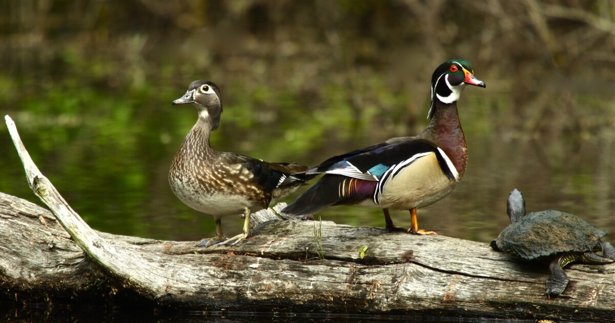 Wood Duck named Michigan’s new state symbol